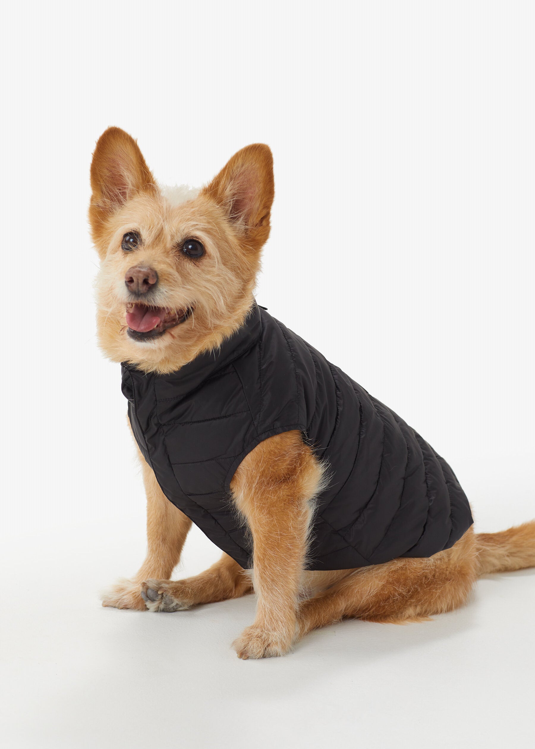 Ellie Dog Jacket